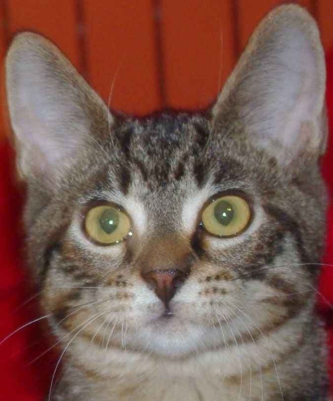 Pets of the Week: Monty
